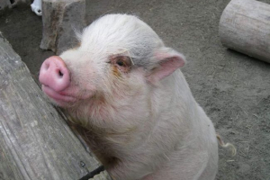 В індії свиня стала жертвою диких бджіл В індії свиня стала жертвою диких бджіл